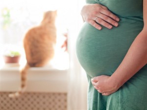 Alimenta a tu gato con pienso para evitar la toxoplasmosis