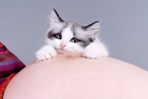 Los gatos son incubadores de la toxoplasmosis