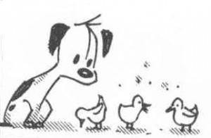 perro 8