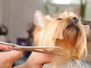 cortar pelo perro