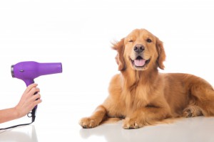 peluqueria canina