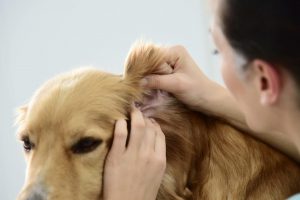 veterinario consultando perro Veterinario examinando la alergia de perro