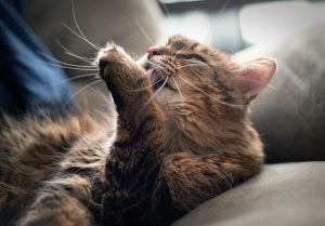 foto gato1