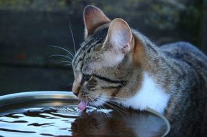 gato hills bebiendo