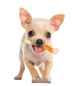 cachorro