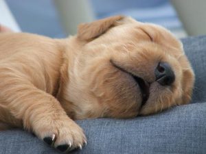 cachorro-dormido1