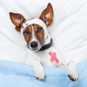 perro-en-el-hospital-e1435668394113