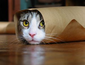 pic_273731001189787919_-burrito-cat
