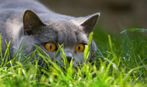 toxoplasmosis2
