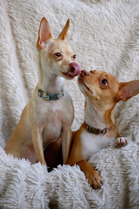 Perro lamiéndose en señal de calma