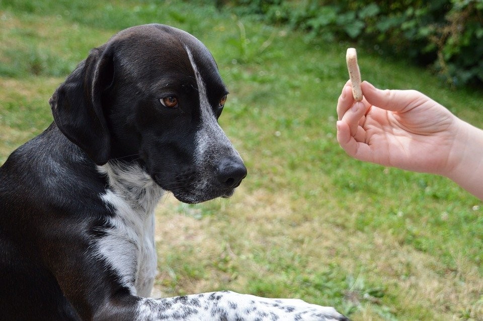 Perro atendiendo a orden con galleta