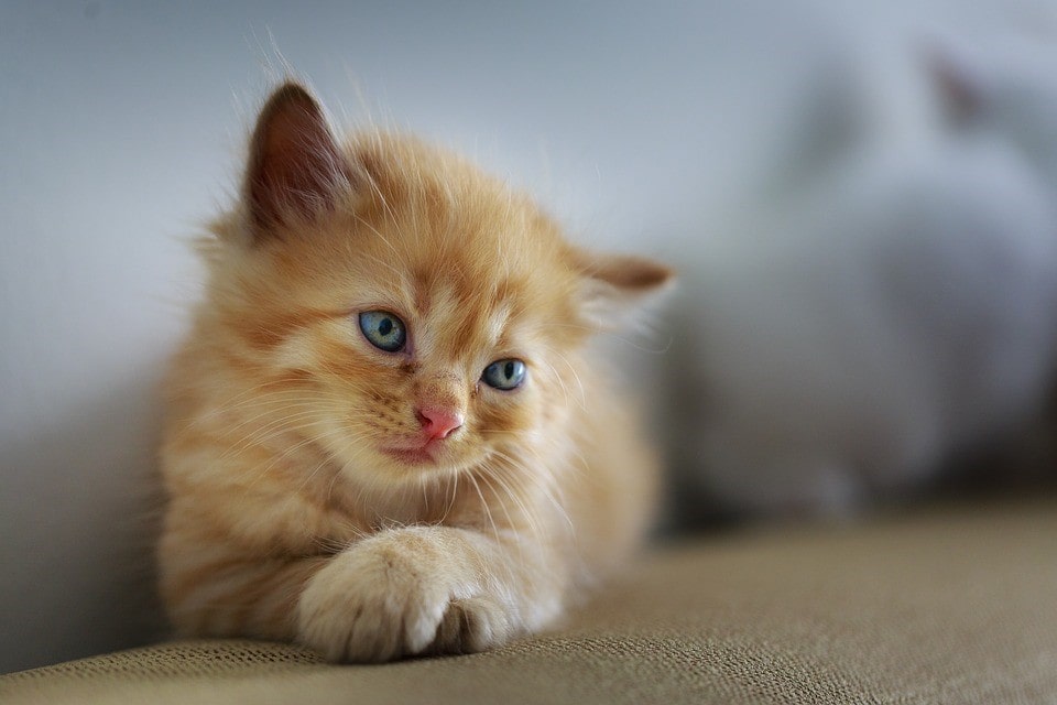 Gatito cachorro