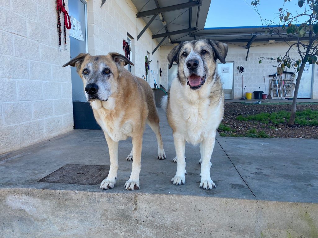 Perros en adopción