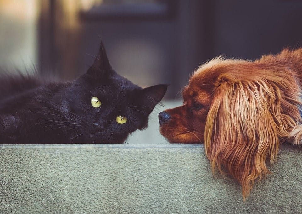 Perro y gato