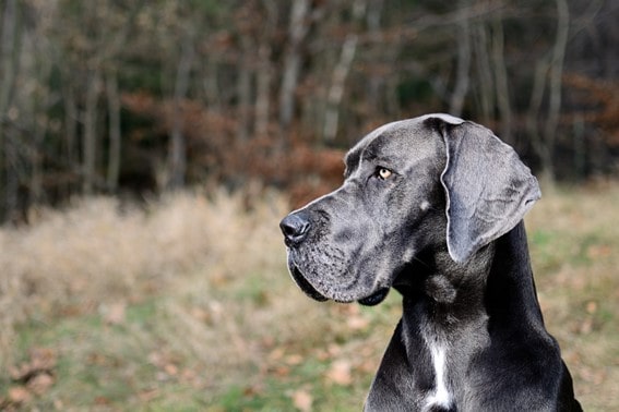 Dogo Alemán